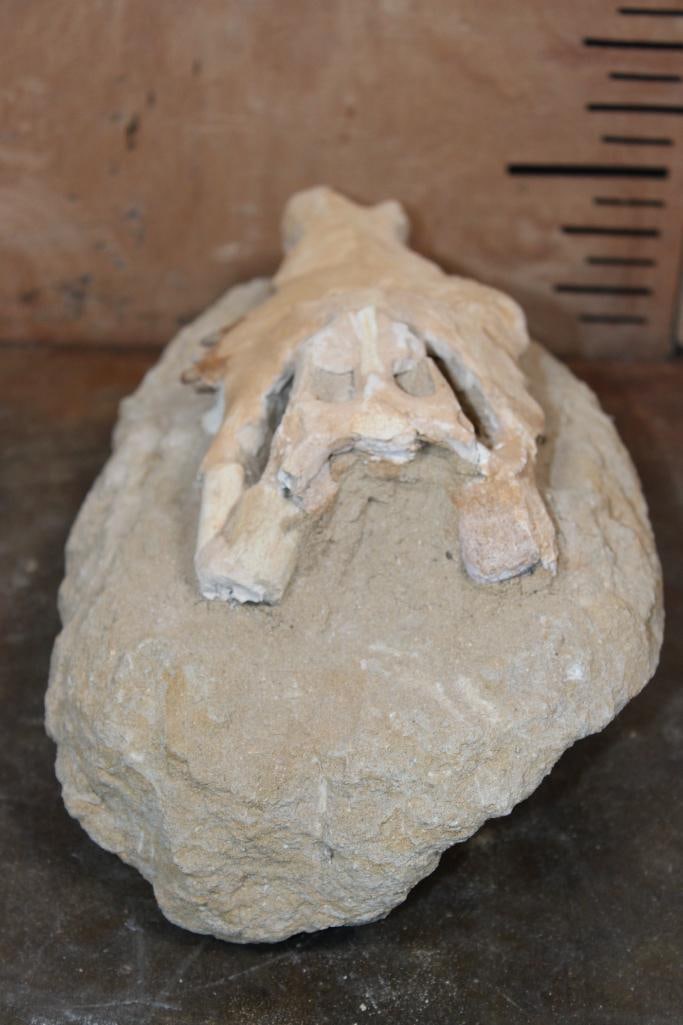 Fossilized CROCODILIAN Skull in a Matrix Display - 8