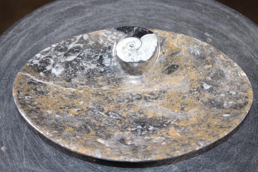 Polished AMMONITE and ORTHOCERAS Fossil Matrix Bowl or Dish - 2