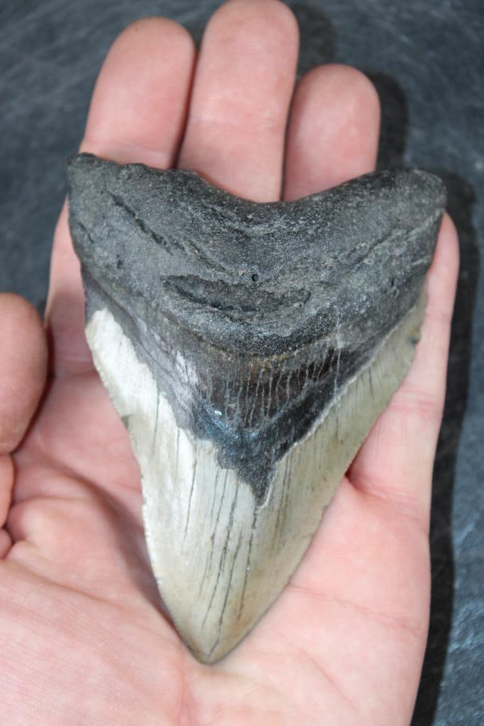 XL MEGALODON SHARK Tooth Fossil: XL MEGALODON SHARK Tooth Fossil. It measures 4 3/8" Long from the Top Corner to the Tip! The Total Weight is 6 oz. MEGALODON SHARK TEETH