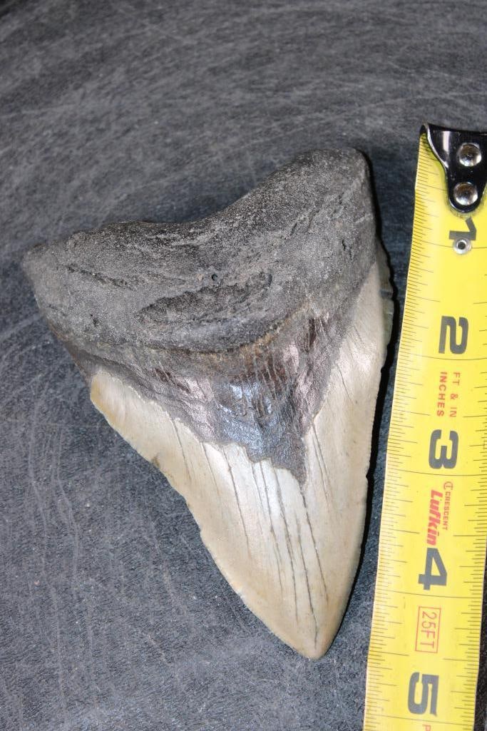 XL MEGALODON SHARK Tooth Fossil - 2