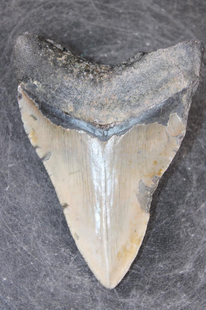 XL MEGALODON SHARK Tooth Fossil - 3