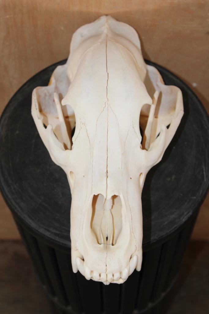 XL GRIZZLY or BROWN BEAR Skull (1 of 7)