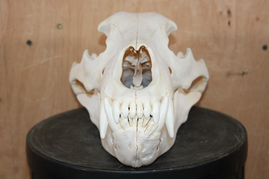 XL GRIZZLY or BROWN BEAR Skull - 2
