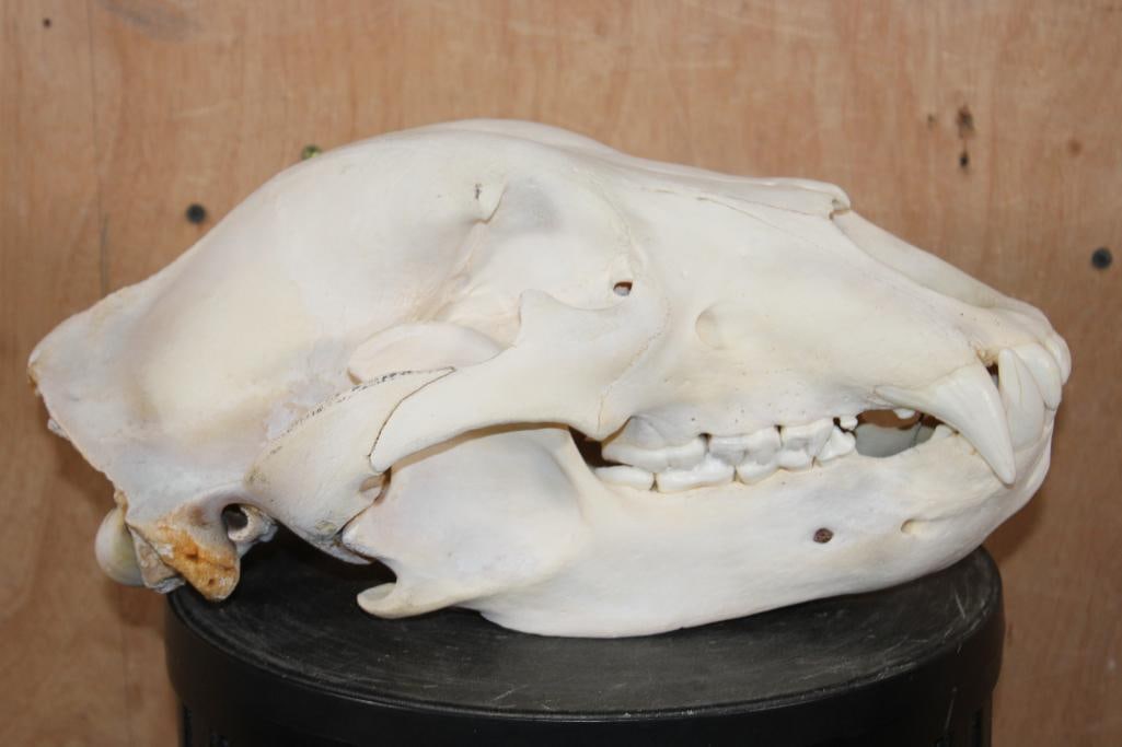 XL GRIZZLY or BROWN BEAR Skull - 3