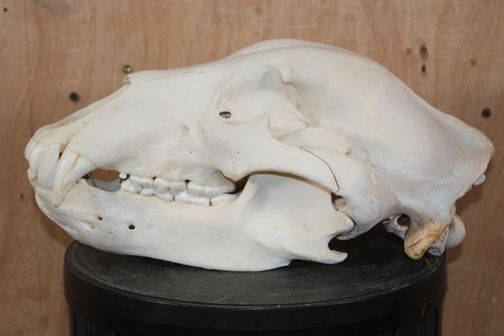 XL GRIZZLY or BROWN BEAR Skull - 4