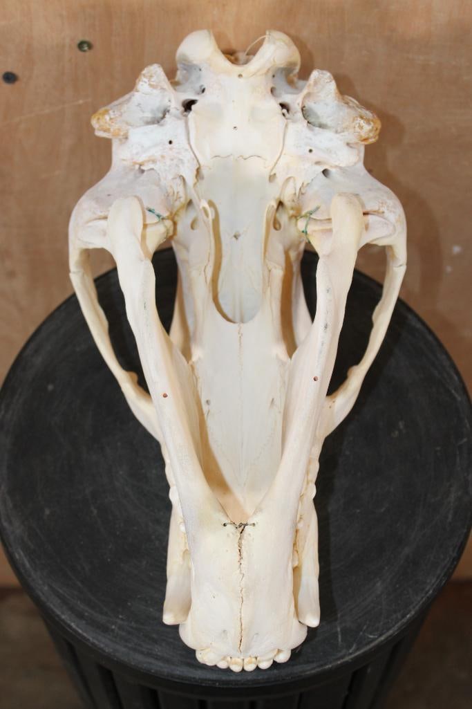 XL GRIZZLY or BROWN BEAR Skull - 6