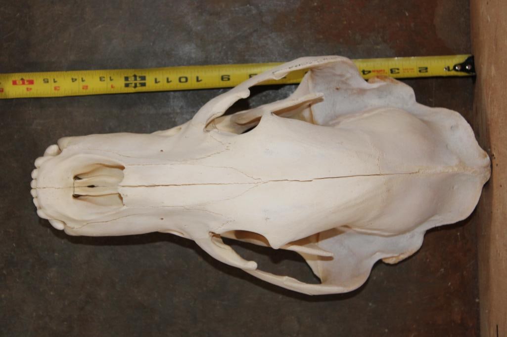 XL GRIZZLY or BROWN BEAR Skull - 7