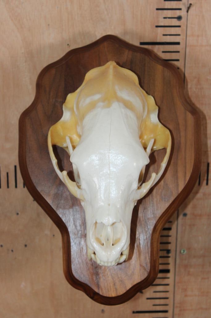 A-Grade BLACK BEAR Skull on a Wood Wall Pedestal (1 of 9)