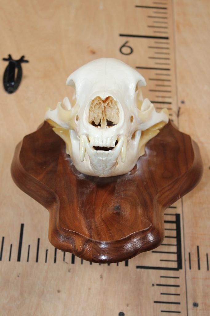 A-Grade BLACK BEAR Skull on a Wood Wall Pedestal - 2