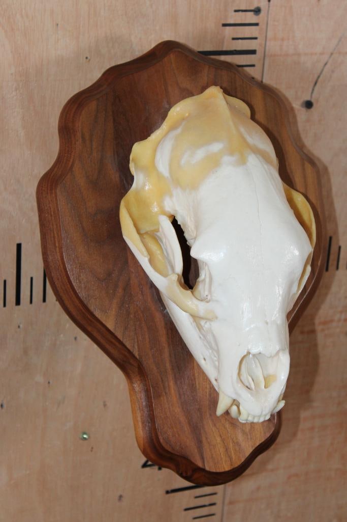 A-Grade BLACK BEAR Skull on a Wood Wall Pedestal - 3