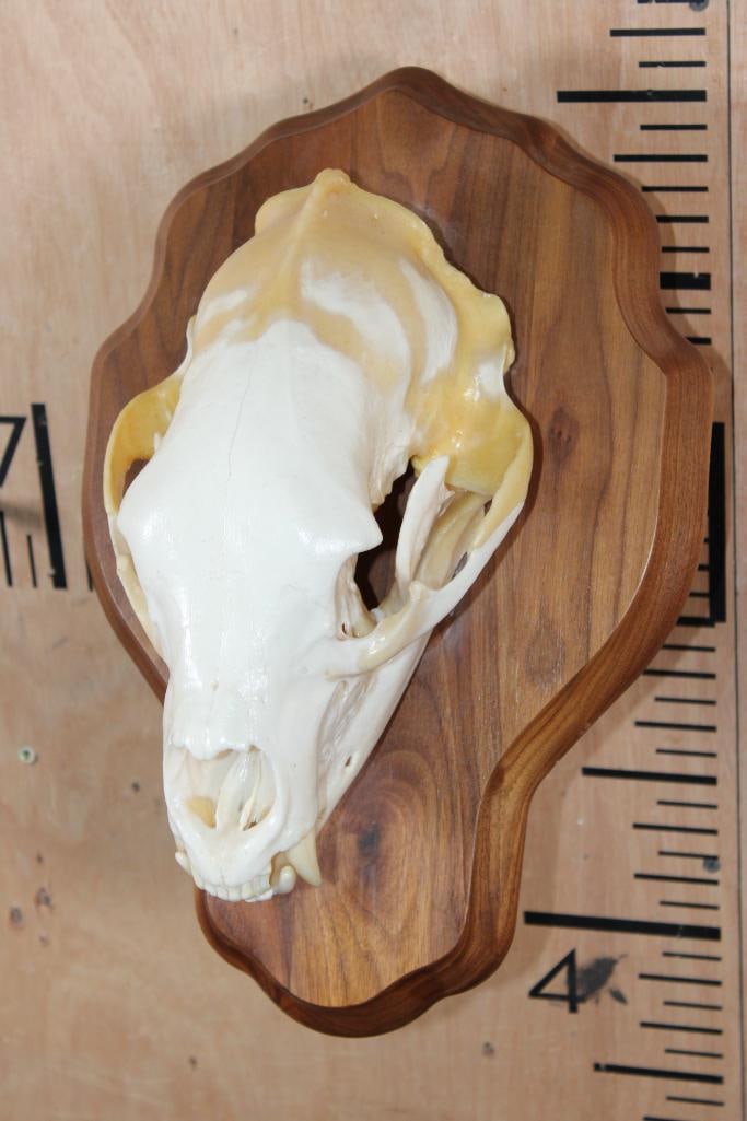 A-Grade BLACK BEAR Skull on a Wood Wall Pedestal - 4