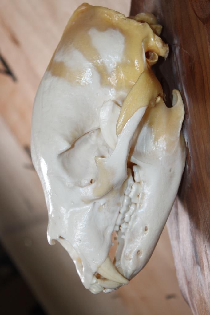 A-Grade BLACK BEAR Skull on a Wood Wall Pedestal - 5