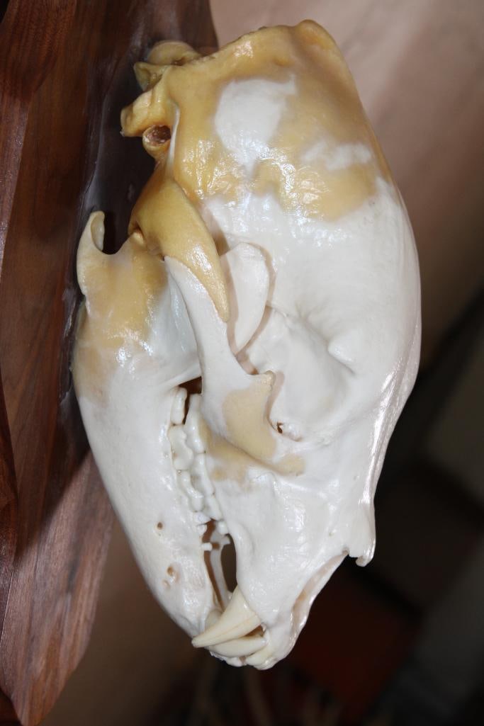 A-Grade BLACK BEAR Skull on a Wood Wall Pedestal - 6