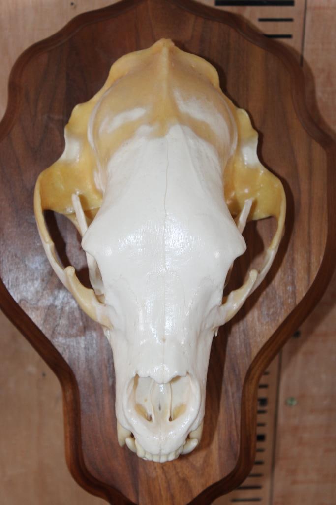 A-Grade BLACK BEAR Skull on a Wood Wall Pedestal - 7