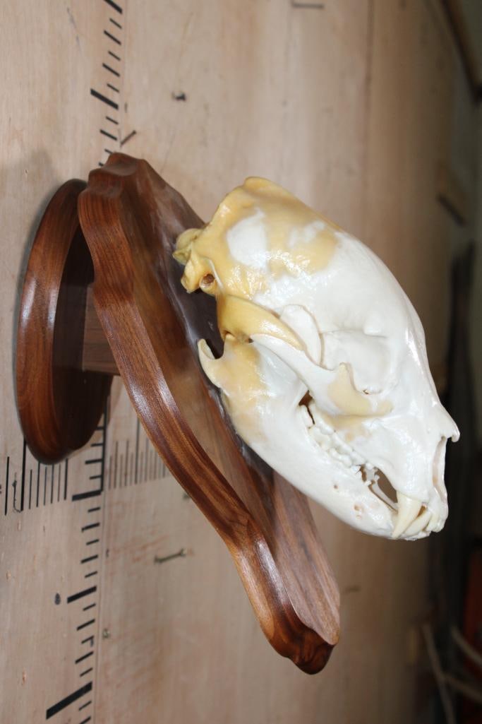 A-Grade BLACK BEAR Skull on a Wood Wall Pedestal - 8