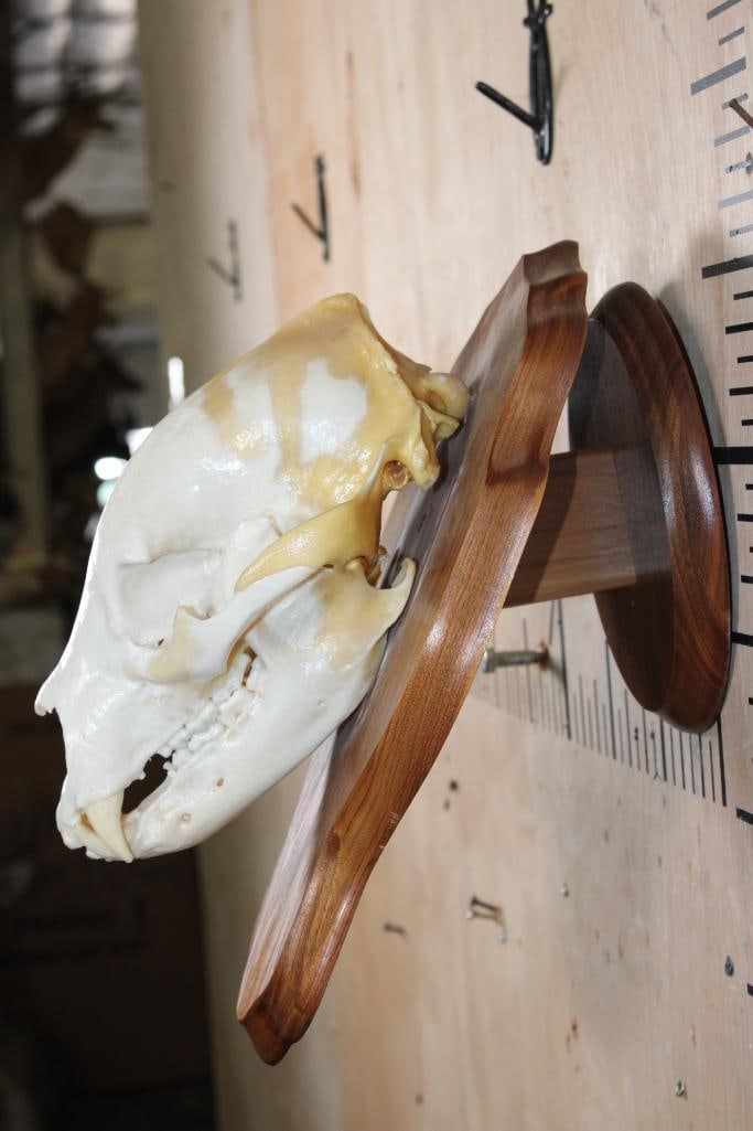 A-Grade BLACK BEAR Skull on a Wood Wall Pedestal - 9