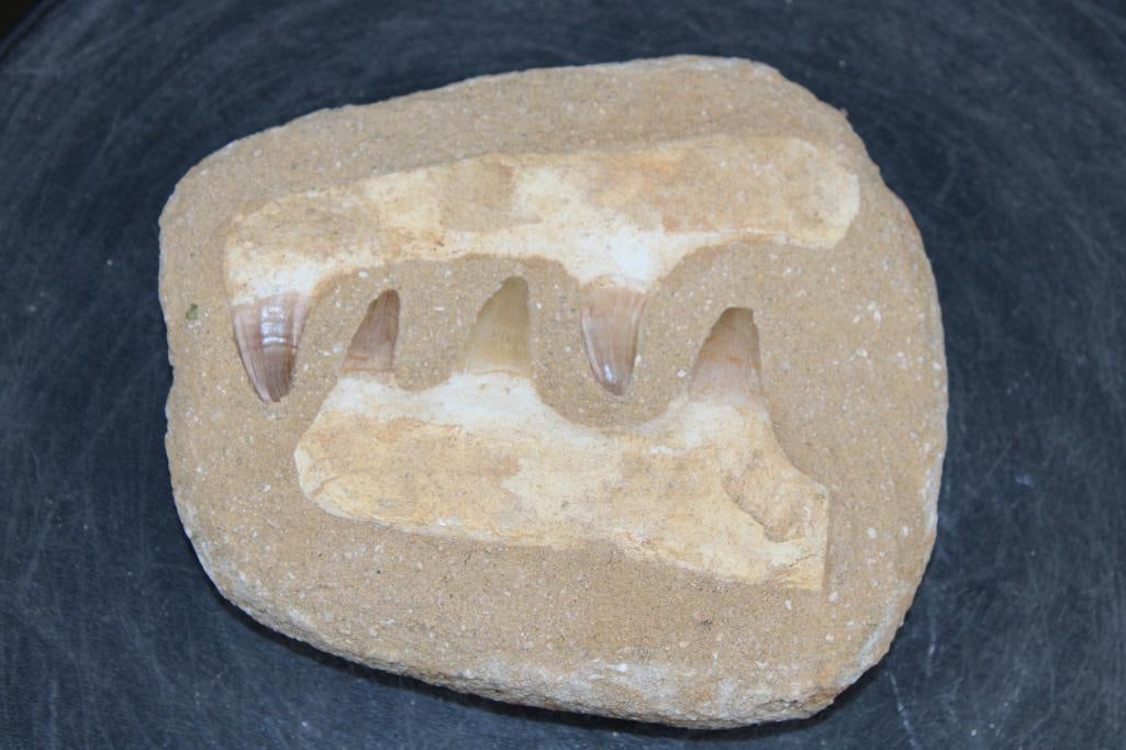 5 Fossilized MOSASAUR Teeth in a Matrix Display: 5 Fossilized MOSASAUR Teeth in a Matrix Display. The specimen measures 5 7/8" Long x 5 1/8" Wide x 1.5" Thick and the Total Weight is 1.65 lbs. Mosasaurs lived during the Late Cretaceous Period, from