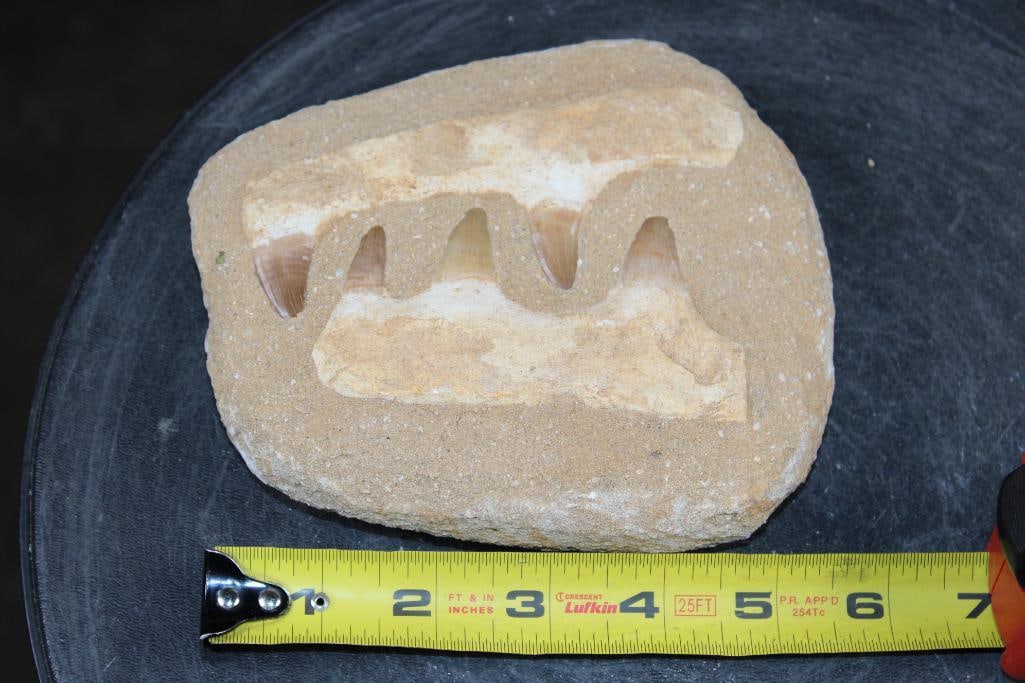 5 Fossilized MOSASAUR Teeth in a Matrix Display - 2