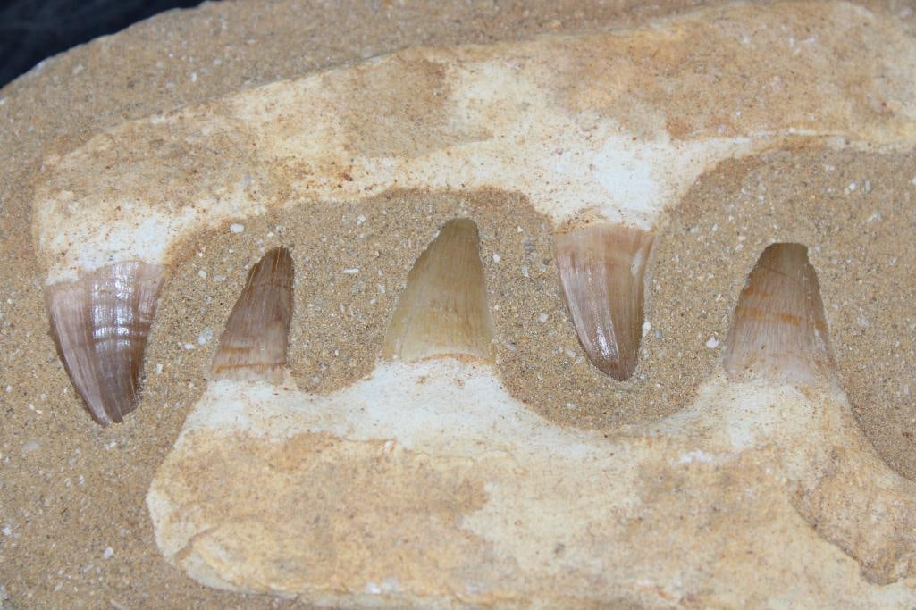 5 Fossilized MOSASAUR Teeth in a Matrix Display - 3