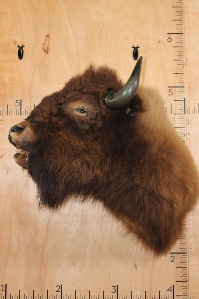 Unique BUFFALO or Bison Shoulder Mount with a Hard Right Turn (1 of 7)