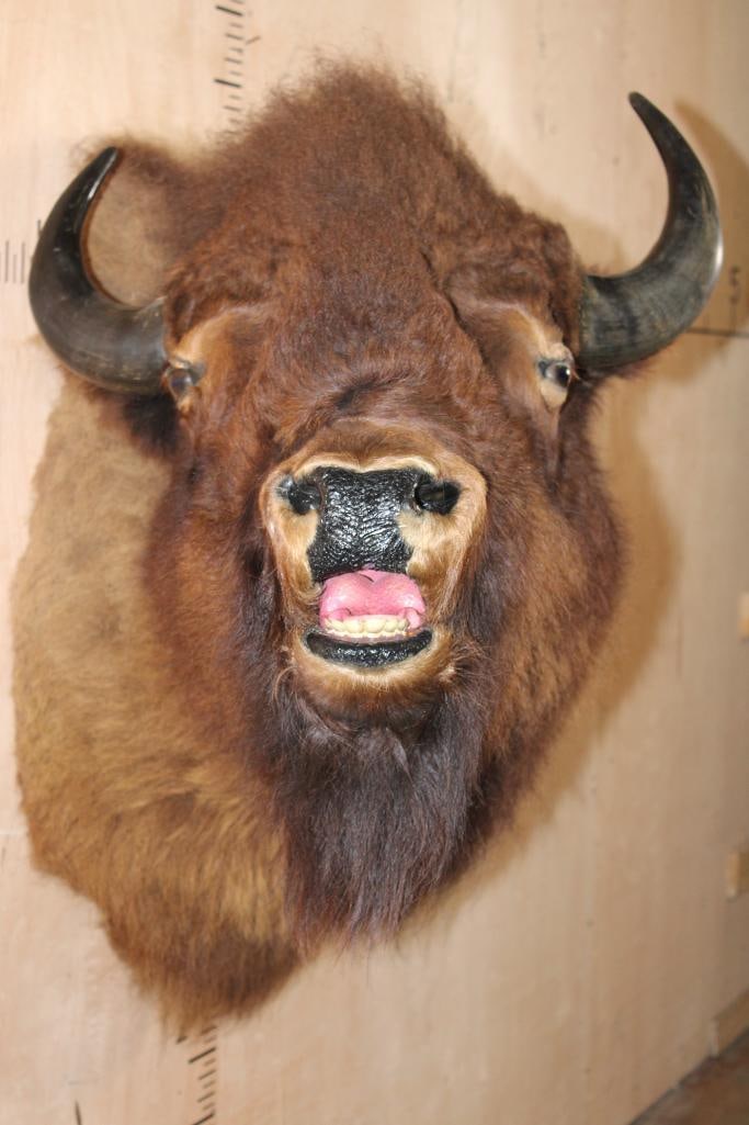 Unique BUFFALO or Bison Shoulder Mount with a Hard Right Turn - 2