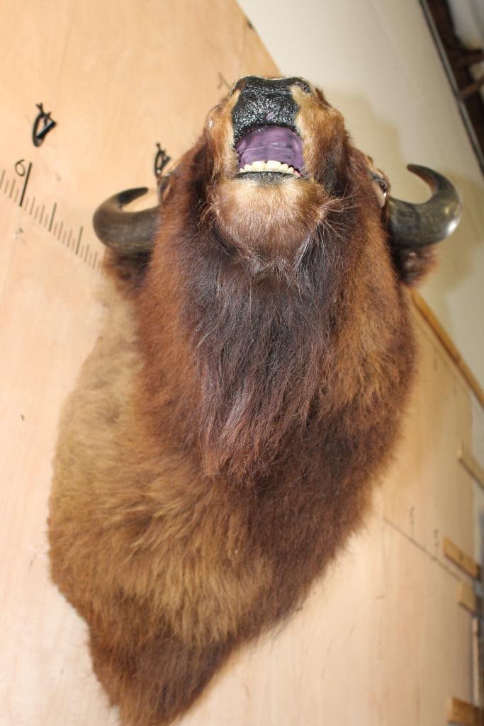 Unique BUFFALO or Bison Shoulder Mount with a Hard Right Turn - 5