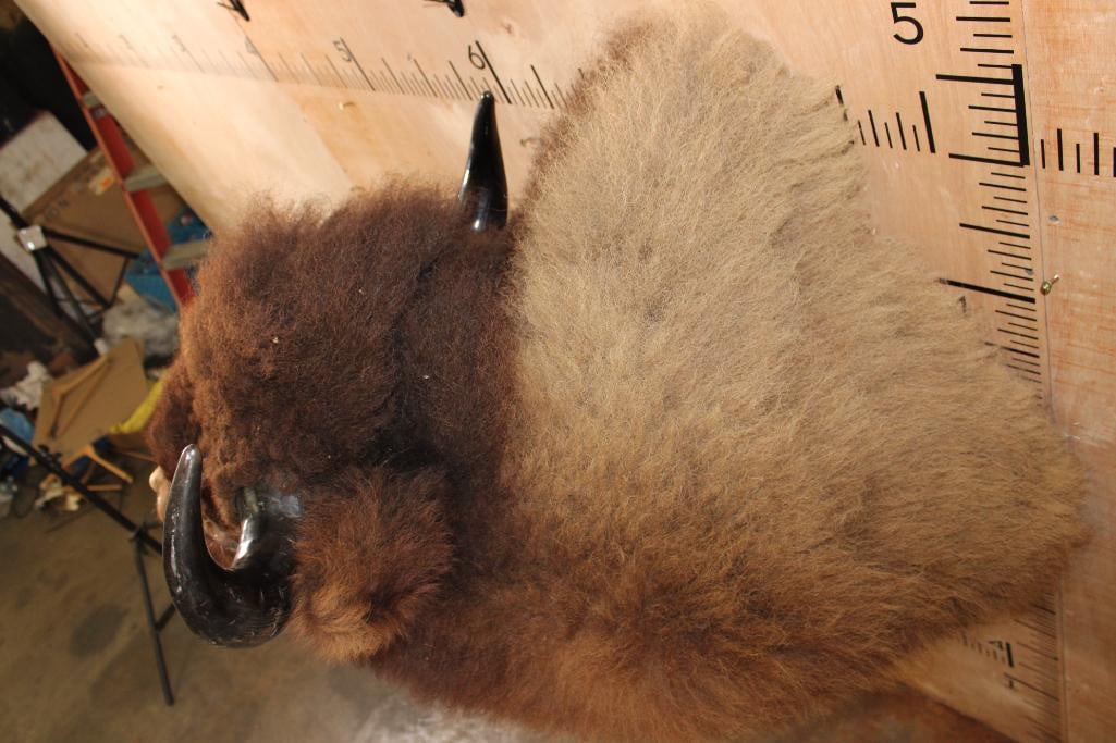 Unique BUFFALO or Bison Shoulder Mount with a Hard Right Turn - 7