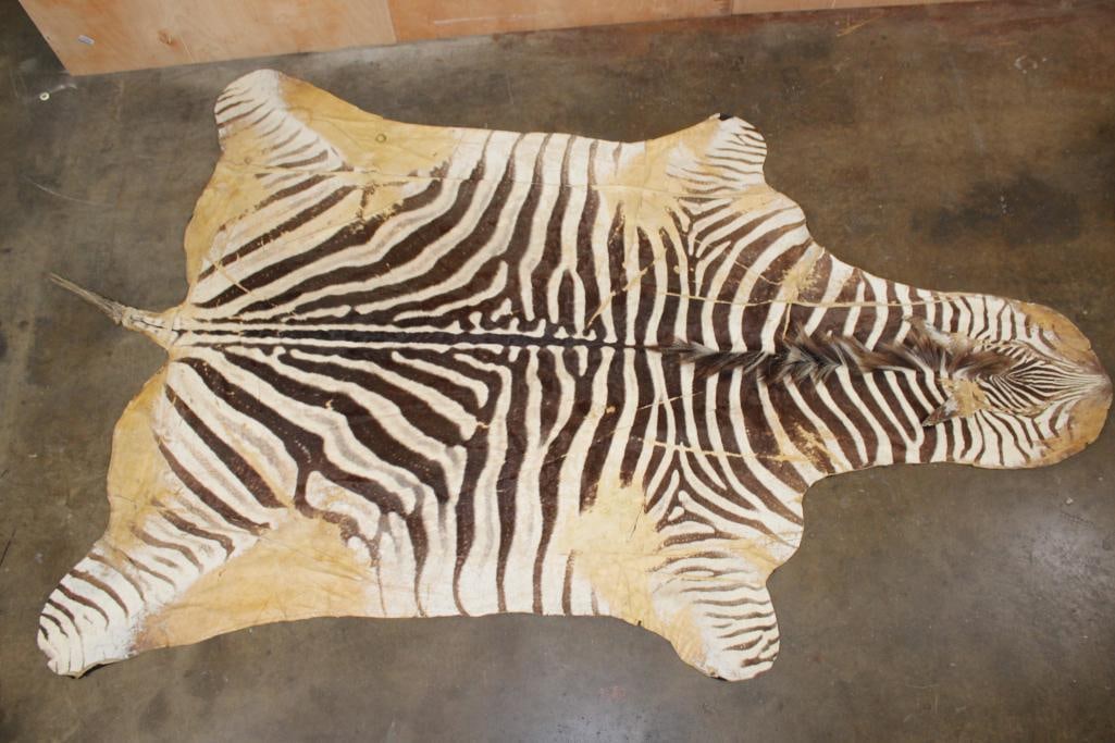 ZEBRA Hide or ZEBRA Rug with Felt Backing: ZEBRA Hide or ZEBRA Rug with a sewn Felt Backing. It measures 10' Long x 7' Wide. TAXIDERMY RUGS 