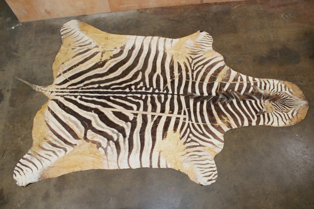 ZEBRA Hide or ZEBRA Rug with Felt Backing - 2