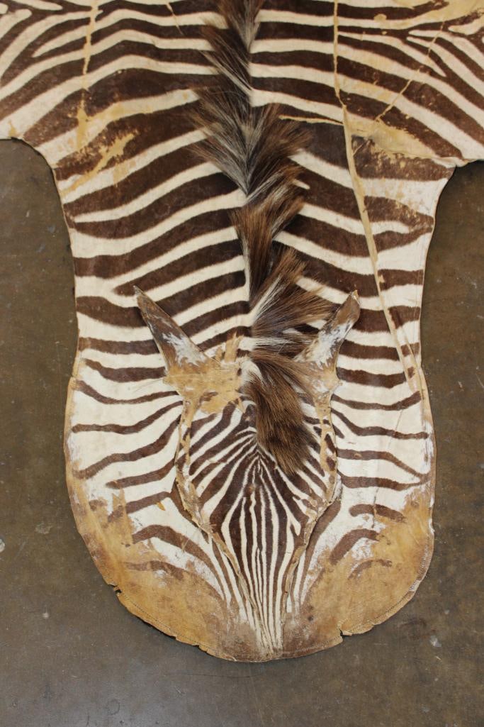 ZEBRA Hide or ZEBRA Rug with Felt Backing - 3