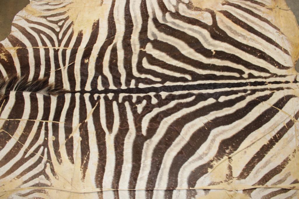ZEBRA Hide or ZEBRA Rug with Felt Backing - 7