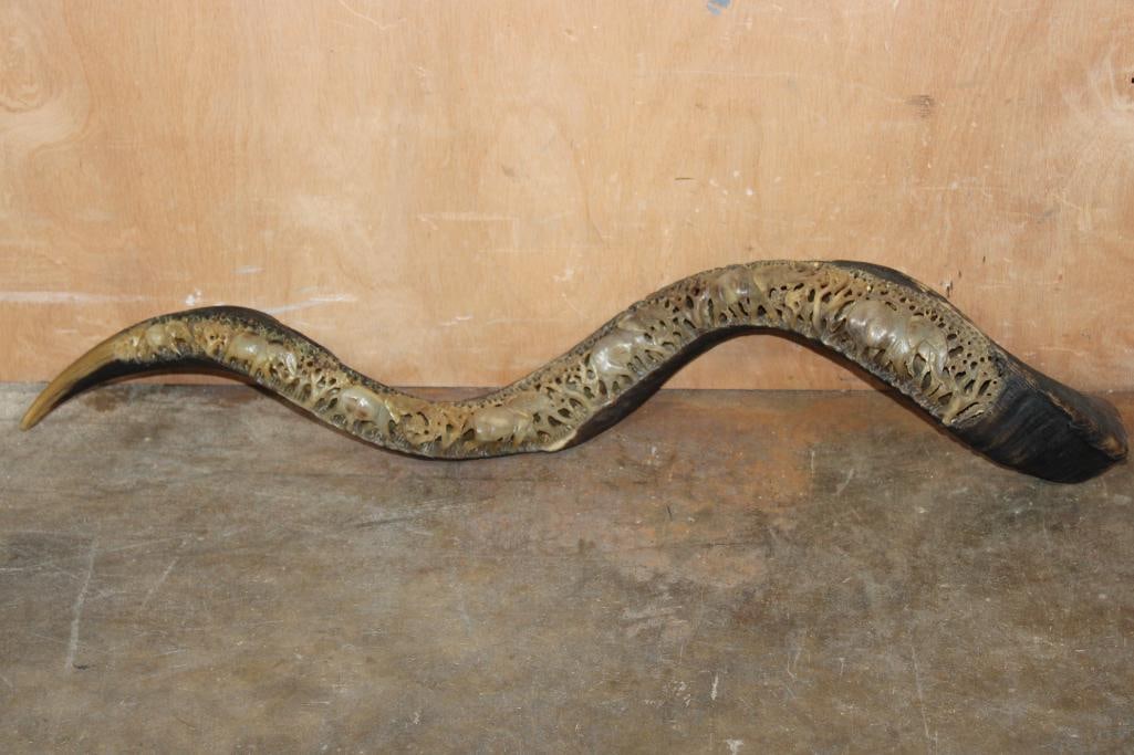 Hand-carved and Polished KUDU Horn with an Elephant Scene: Hand-carved and Polished KUDU Horn with a walking Elephant Scene. It measures 32.5" Long and has beautiful detail. TAXIDERMY ART 