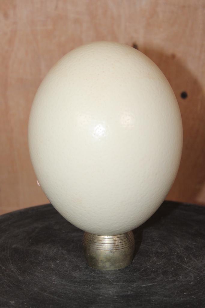 Big OSTRICH EGG with a Brass Ring Stand: Big OSTRICH EGG with a Brass Ring Stand. It measures 6.25" Tall x 4.75" Wide. TAXIDERMY ART 