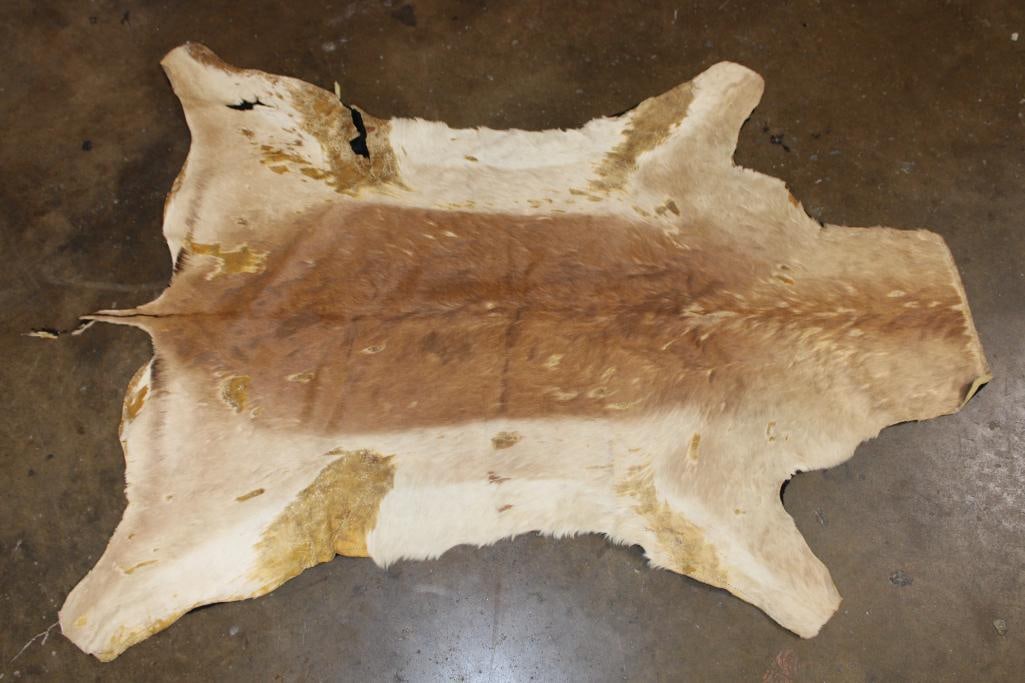 IMPALA Hide or IMPALA Rug with Felt Backing: Rough or worn IMPALA Hide or IMPALA Rug. It measures 62" Long x 46" Wide and has sewn Felt Backing. TAXIDERMY RUGS 
