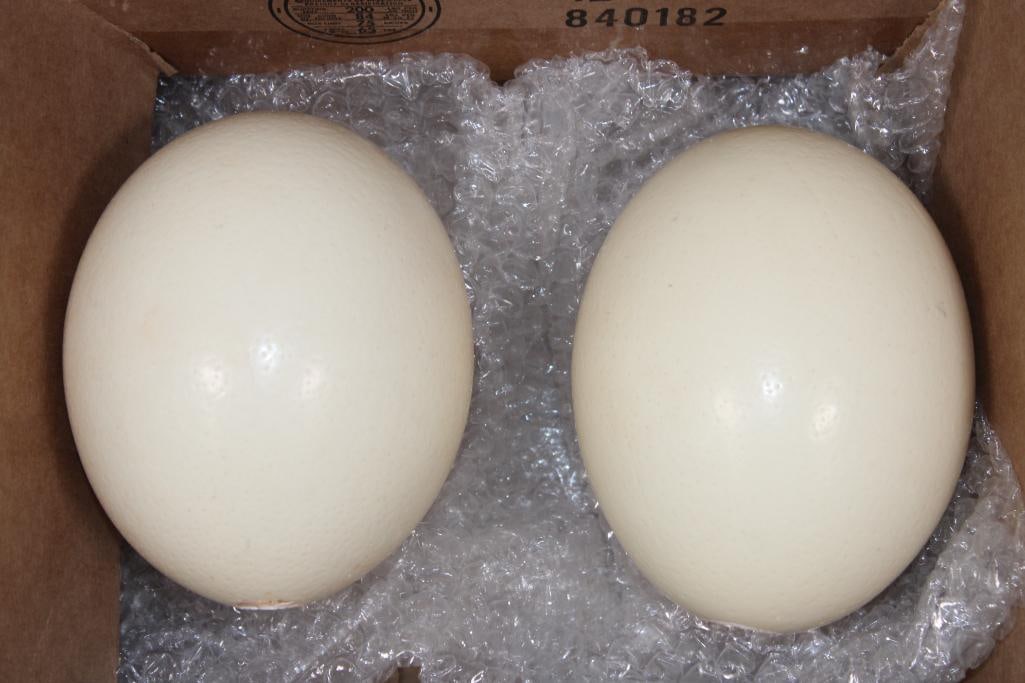 2 OSTRICH EGGS: 2 OSTRICH EGGS. They measures approximately 6" Long each. These could be displayed or painted, whatever you can dream up! TAXIDERMY ART 
