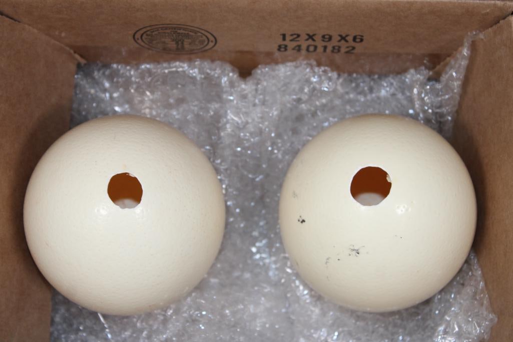 2 OSTRICH EGGS - 2