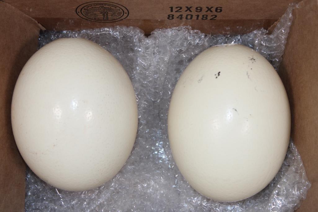 2 OSTRICH EGGS - 3