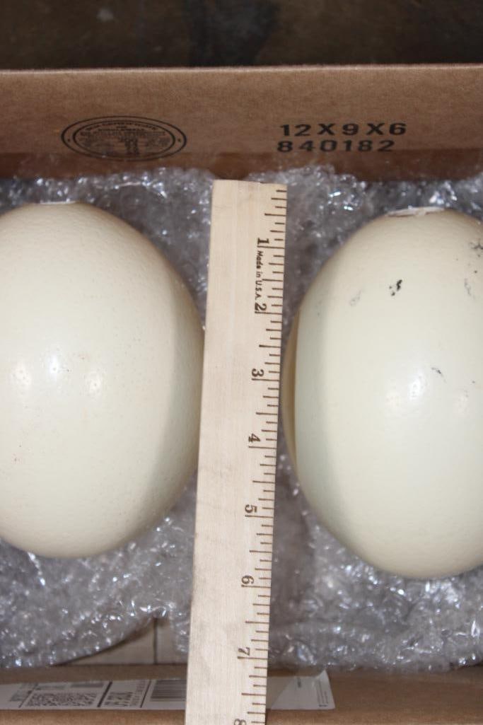 2 OSTRICH EGGS - 4