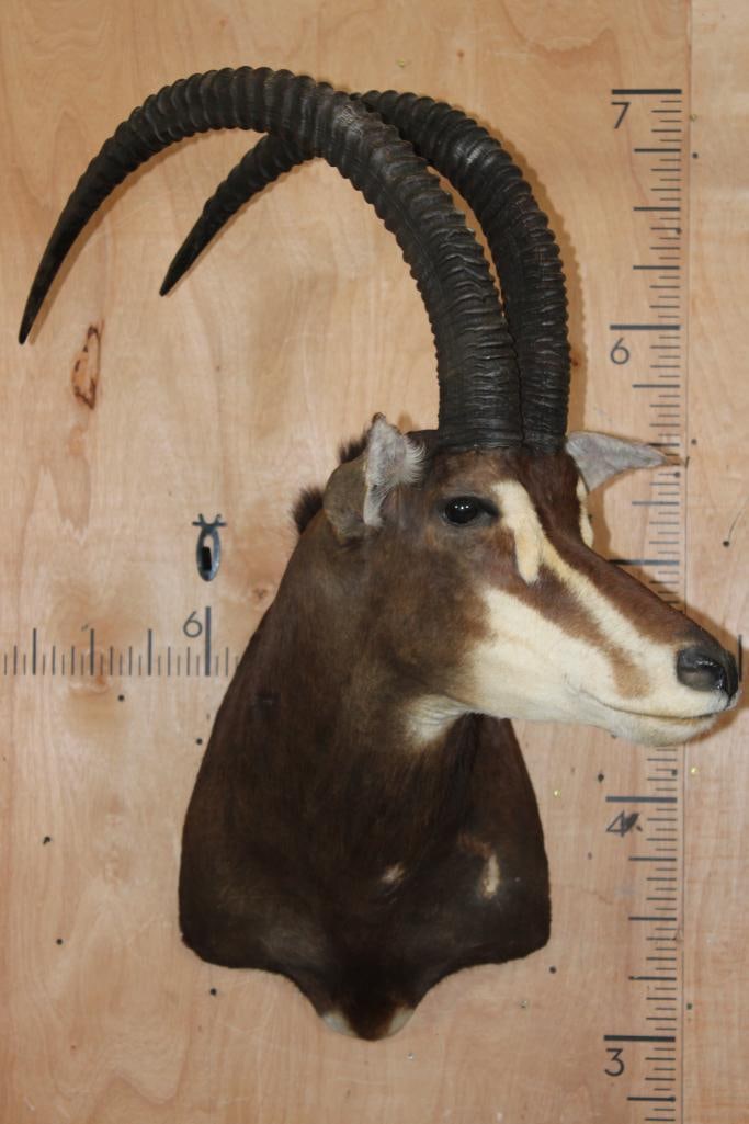 XL SABLE Shoulder Mount: XL SABLE Shoulder Mount. The Left Horn measures 39.5" Long and 9.75" around the Horn Base. The Right Horn measures 42 3/8" Long and 9.75" around the Horn Base. Other than a rub on its chest, it is in