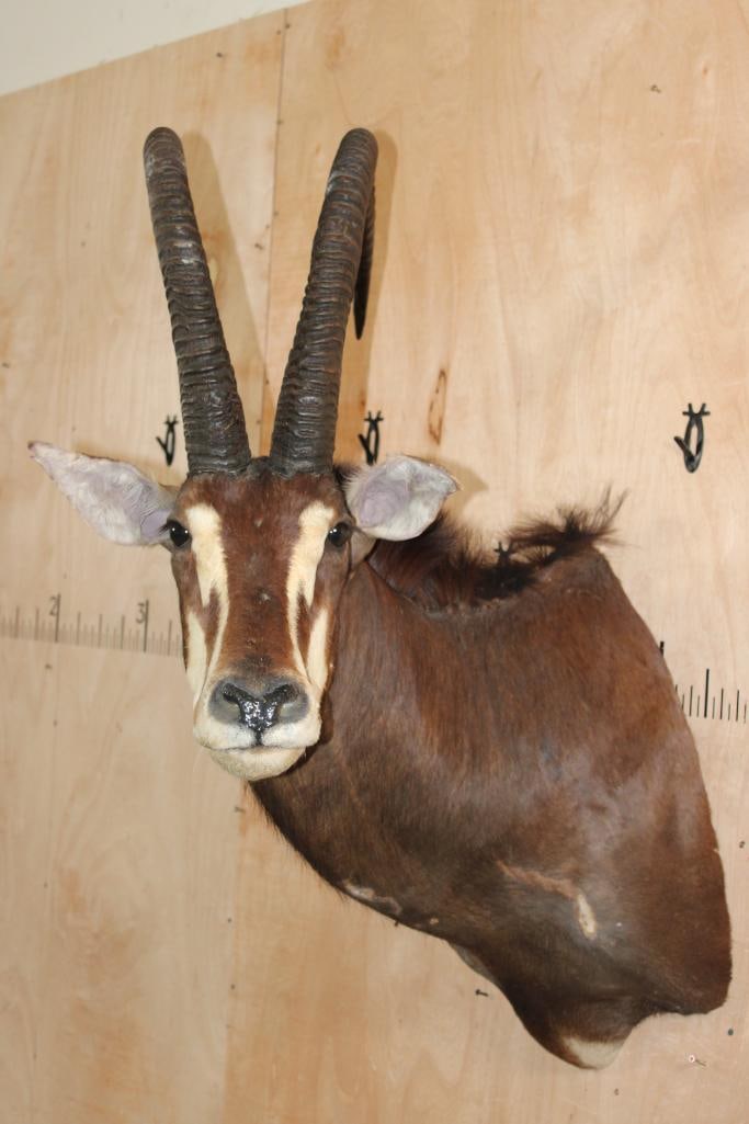 XL SABLE Shoulder Mount - 2