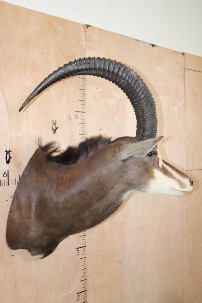 XL SABLE Shoulder Mount - 3