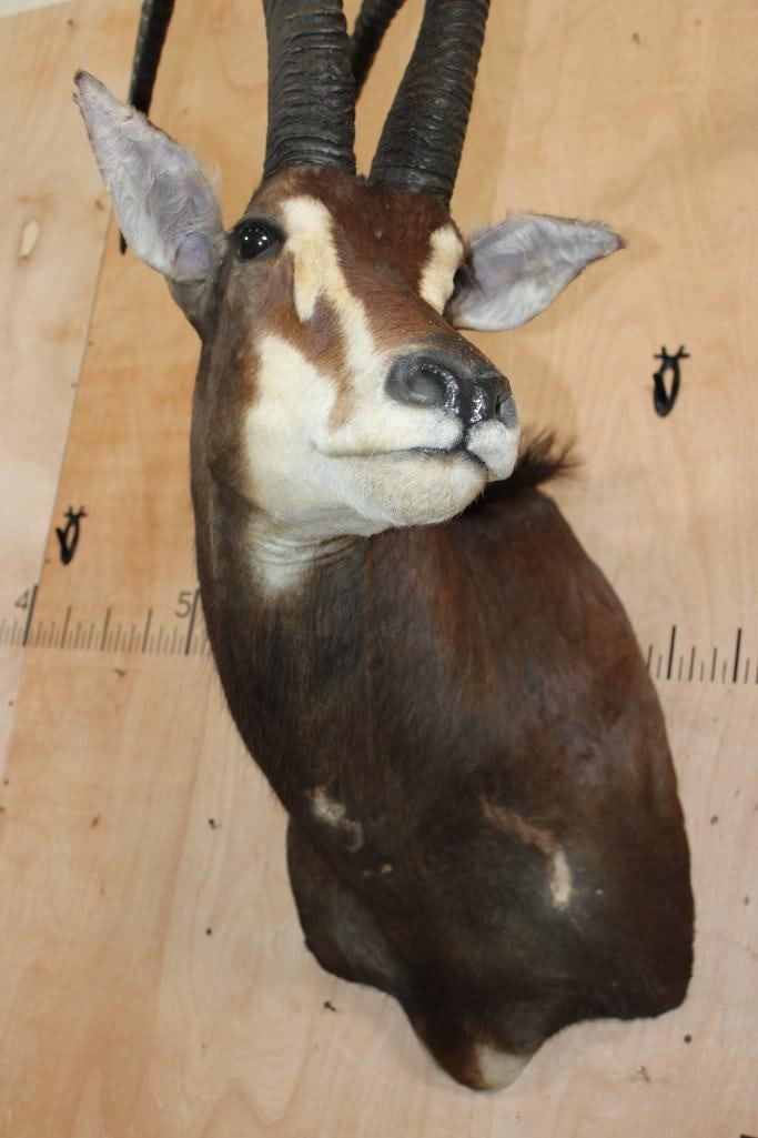 XL SABLE Shoulder Mount - 5