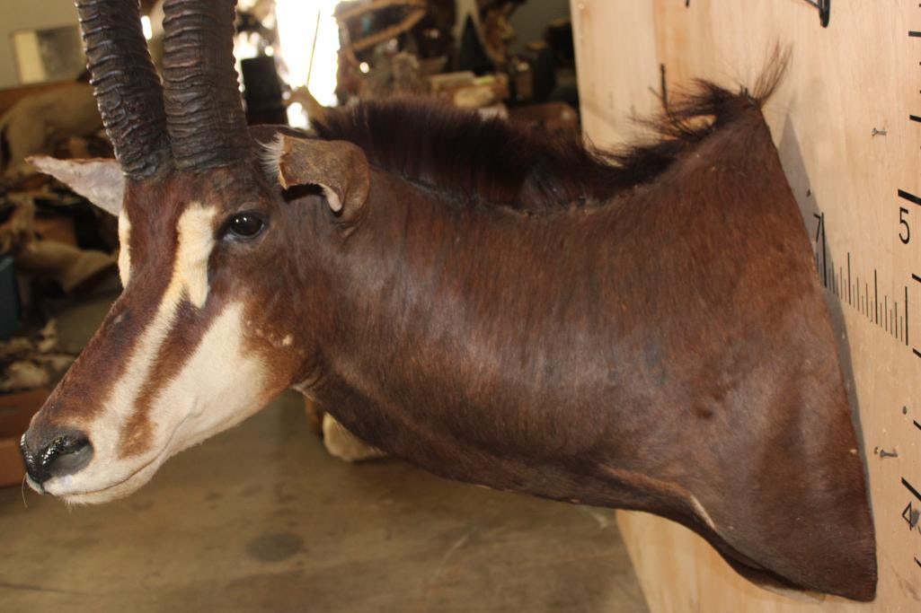 XL SABLE Shoulder Mount - 6