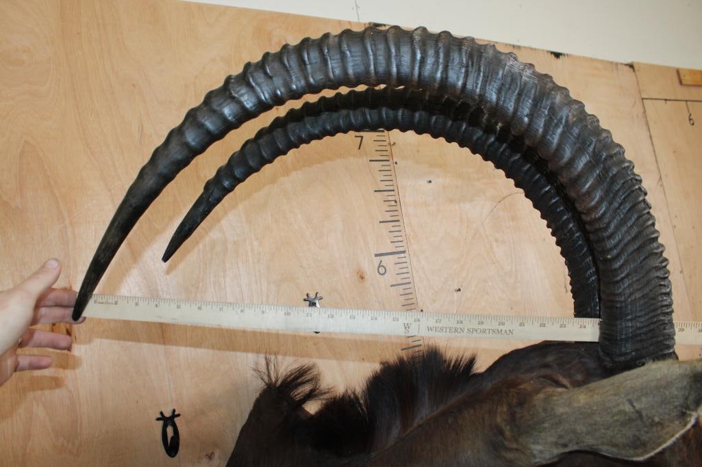 XL SABLE Shoulder Mount - 7