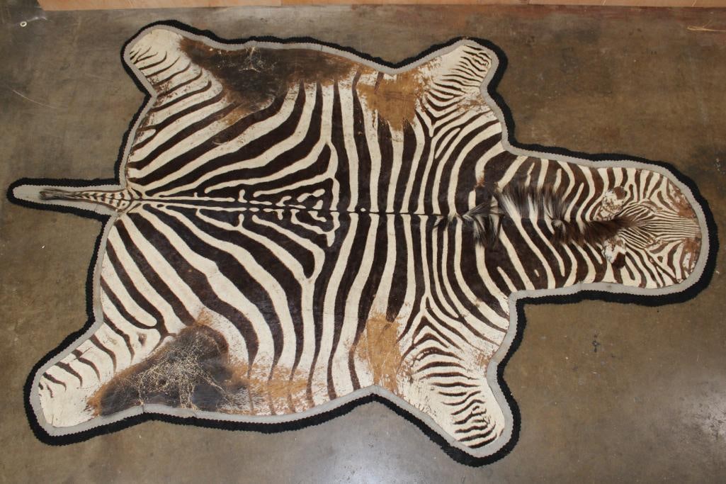 Double Felted ZEBRA HIDE or ZEBRA RUG: Vibrant colored Double Felted ZEBRA HIDE or ZEBRA RUG. It measures approximately 10' Long x 6' 8" Wide and has minor wear and tear. TAXIDERMY RUGS 