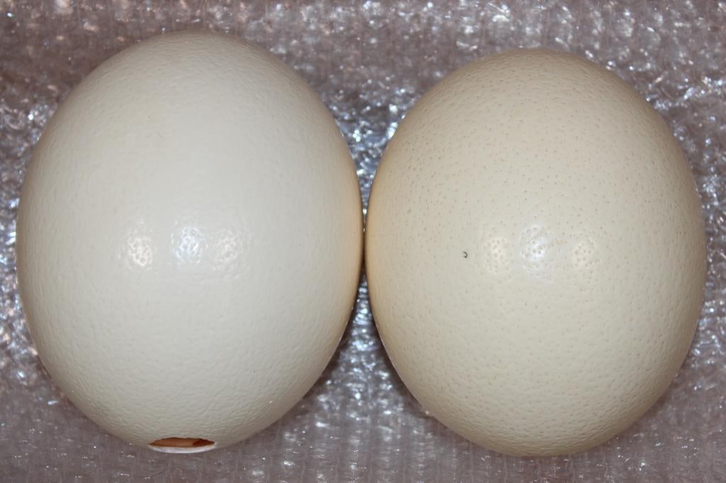 2 OSTRICH EGGS: 2 OSTRICH EGGS. They measures approximately 6" Long each. These could be displayed or painted, whatever you can dream up! TAXIDERMY ART 