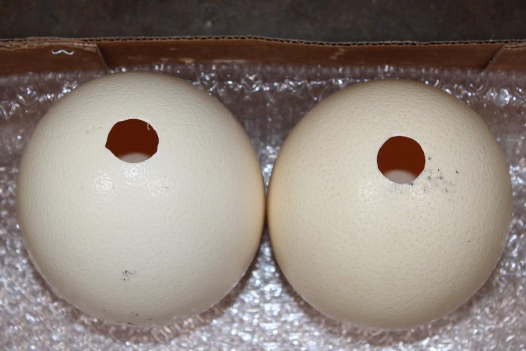 2 OSTRICH EGGS - 2