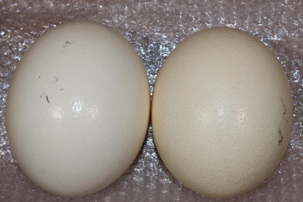 2 OSTRICH EGGS - 3