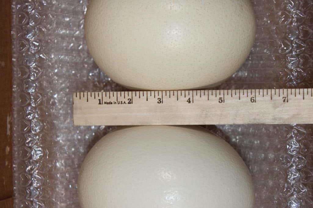 2 OSTRICH EGGS - 4