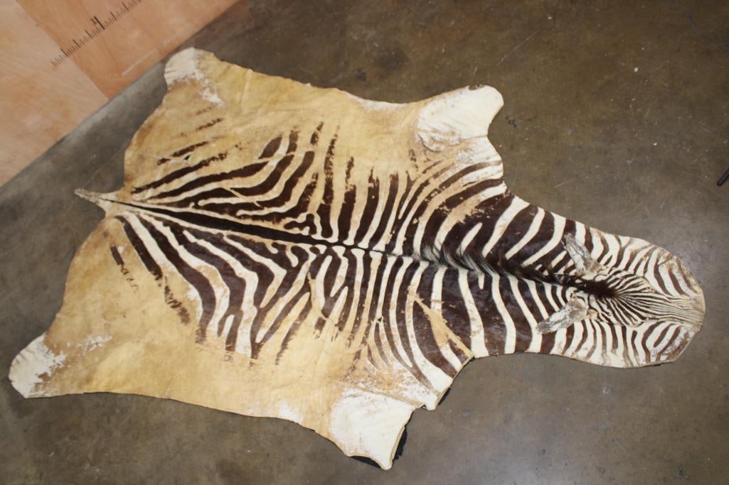 ZEBRA HIDE or ZEBRA RUG with Felt Backing: Rough or worn ZEBRA HIDE or ZEBRA RUG with Felt Backing. It measures 9' 5" Long x 6' 6" Wide. TAXIDERMY RUGS 